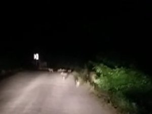 Aracın Önüne Domuz Sürüsü Çıktı