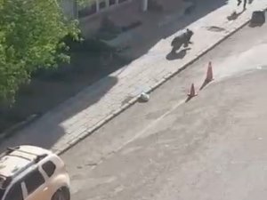 Sarıkamış’ta Merkeze İnan Boz Ayı Panik Yaşattı