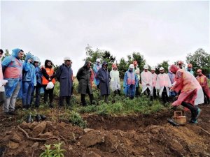 Simav’da Ağaçlandırma, Silvikültür Tatbikatı