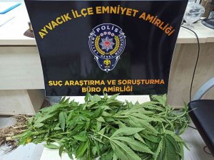 Ayvacık’ta Uyuşturucu Operasyonunda 1 Kişi Tutuklandı