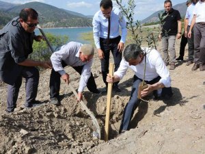 Osmancık Aşağızeytin Köyüne 3 Bin Zeytin Fidanı Dikildi