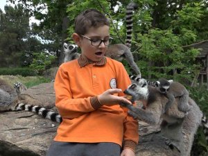 Öğrenciler Lemurları Elleriyle Besledi