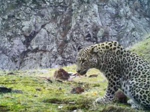 Anadolu Parsının Görüntülendiği 4 İlden Biri Olan Artvin’de Parsın Ailesi Olup Olmadığı Araştırılıyor