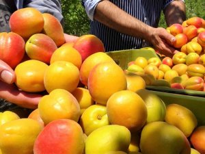 Kayısının Altın Yılı: Üreticinin Yüzü İki Kez Güldü