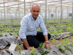 Yetişmez Denen Sivas’ta 4 Mevsim Çilek Yetiştirmeyi Başardılar