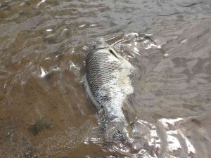 Ömerli Barajındaki Balık Popülasyonu Kaçak Avlanma Tehlikesiyle Karşı Karşıya