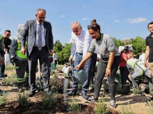 İ̇ncilipınar Parkı Lavantalarla Donatıldı