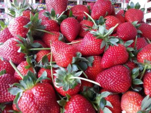 Uzun Süren Kış Ve Rusya-ukrayna Savaşı Çilek Üretimini Vurdu