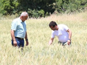 İ̇bradı’da Dağıtılan Ata Tohumları Hasada Hazır