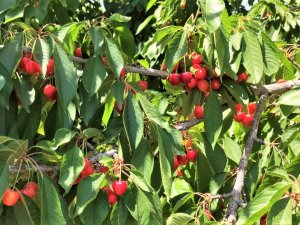 Dalbastı Kirazında Rekolte Düştü Kalite Yükseldi