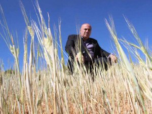 İ̇lkbahar Yağışlarının Azlığı Kıraç Arazilerdeki Buğday Ve Arpayı Kuruttu