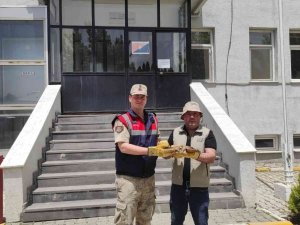 Yaralı Halde Bulunan Kerkenez’e Jandarma Sahip Çıktı