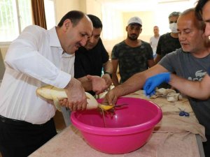 Anaç Sazanlardan Sağım Yapıldı