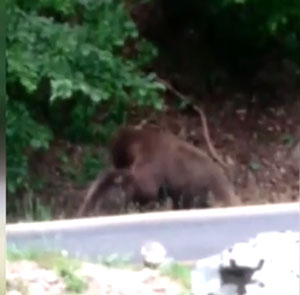 Rize'de kara yolu kenarında kavga eden ayılar görüntülendi