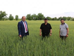 Erzincan’da Hububat Çiftçinin Yüzünü Güldürüyor