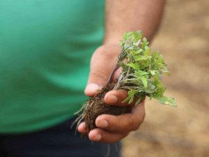 Toroslar Belediyesi, Ata Tohumlarını Koruma Altına Aldı