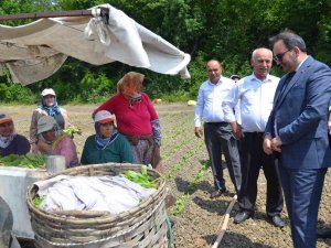 Bafra’da Tütün Fideleri Toprakla Buluştu