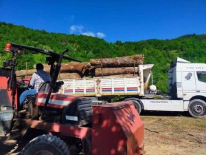 Asırlık Ceviz Ağaçları İhracatla Ekonomiye Kazandırılıyor
