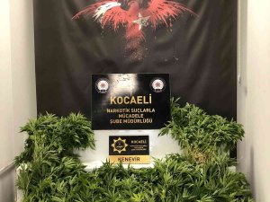 Dağlık Alanda Ekili 513 Kök Hint Keneviri Ele Geçirildi