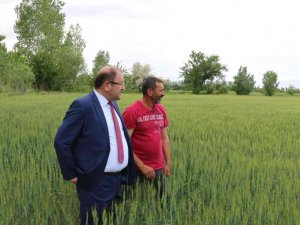 Yağışlar Yüz Güldürüyor, Hububatta Rekolte Artışı Bekleniyor