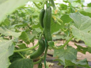 Hasadı Başlayan Salatalıkta Fiyat Ters Yönde