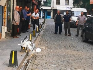 Martıların Kavgasını Film İzler Gibi İzlediler