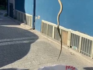 2 Metrelik Yılan, Korku Dolu Anlar Yaşattı
