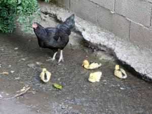 Ördek Yavrularına Annelik Yapan Tavuk