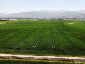 Muş’ta Buğday Ve Arpadan Ekonomiye 2 Milyar 547 Milyon Tl Katkı Bekleniyor