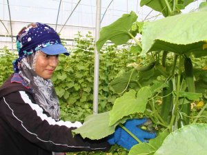 Elazığ’da 45 Derece Altında Salatalık Hasadı