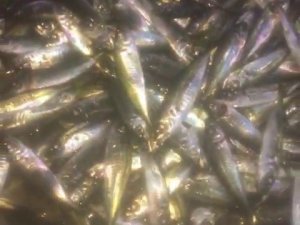 Balıkçılar Büyük Şaşkınlık Yaşadı, 1 Ton İstavrit Yakaladılar
