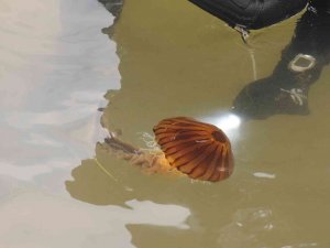 Yalova Sahilinde Zehirli Pusula Denizanası Görüldü