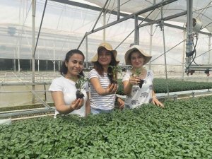 Yeni Sezonun Gözdesi Yine Domates Olacak