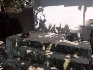 Yavru Kedi 1 Gün Mahsur Kaldığı İki Duvar Arasından Kurtarıldı