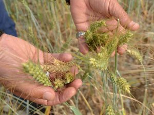 Ekilmeyen Tarım Arazileri Ata Tohumuyla Yeşerdi