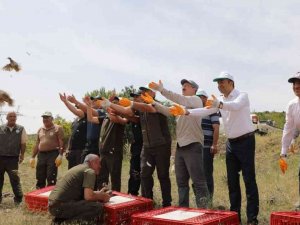 Kahramanmaraş’ta Yetiştirilen Kekliler Yurdun Dört Bir Yanına Doğayla Buluşuyor