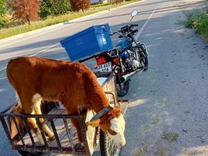 Yolda Bulduğu Buzağı Motosikletin Sepetine Atıp Karakola Götürdü