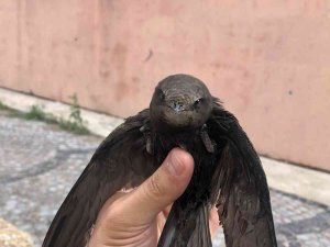 Yaralı Bulunan Ebabil Kuşu Tedavi Altına Alındı