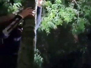 Çıktığı Ağaçtan İnemeyen Yavru Kedi İçin Seferber Oldular