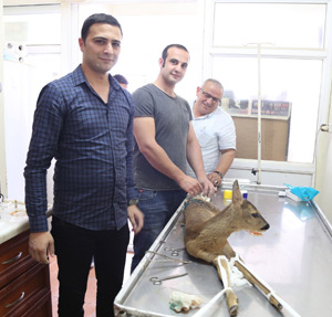 Rize'de Karaca Yavrusunu Köylüler Kurtardı