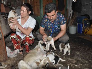 Sokak Köpeği İle Yavrularına Sahip Çıktı