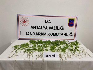 İ̇ş Yerinin Yatakhanesinde Kenevir Yetiştiren Şüpheli Yakalandı