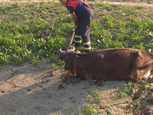 Balçığa Saplanan İneği İtfaiye Ekipleri Kurtardı