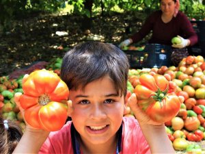Ata Tohumu Bereketi: 6 Aydır Domates Hasadı Yapıyor Bitmek Bilmiyor