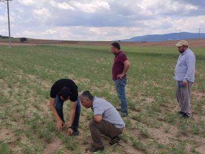 Altıntaş’ta Nohut Ve Ayçiçeği Tohumlarının Hastalık Ve Zararlı Kontrolleri Yapıldı