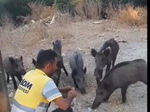 Belediye İşçisi, Yaban Domuzlarını Elleriyle Besledi