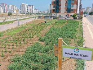 Bu Bahçeden Sebze Toplamak Ücretsiz