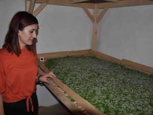 Kadın Girişimci, İpek Böcekçiliği İşine Öncülük Etti