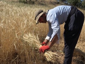 Derecik’te Yılın İlk Bereketli Buğday Hasadı Sevindirdi