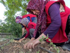 Korkuteli’nde Kadınlar Tıbbi Ve Aromatik Bitki Yetiştirecek